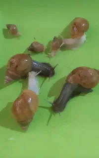 حلزون ۴ ماهه