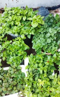 گل طبیعی خانگی بسیار مقاوم به ضمانت