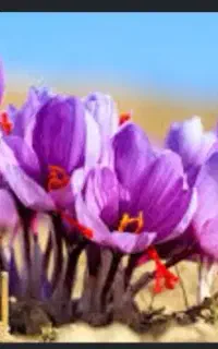 کارگر آماده برای کار