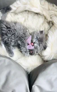 گربه صورت خرسی
