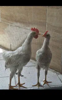 دو جوجه خروس ۴ ماهه