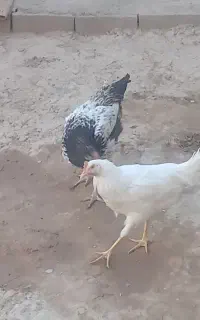 جوجه مرغ خروس سالم سالم