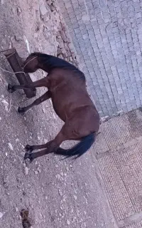 مادیون گمشده