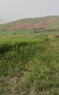 زمین کشاورزی کاشت سیب زمینی شراکتی