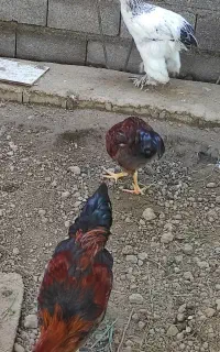 فروش خروس جوان
