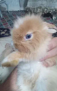 خرگوش جرسی