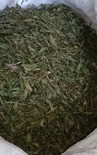 بنسرخ درجه یک