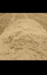 کاه گندم