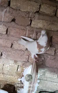 طوقی کبوتر