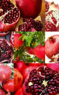 پک ارقام نهال به قیمت مناسب