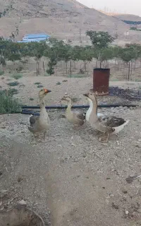 قو غاز نر و ماده
