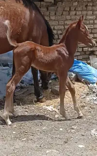 فروش مادیان وکره