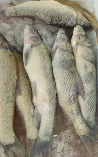 فروش ماهی رودخانه