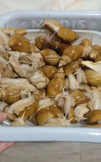 حلزون  مناسب برای آرایشگاه ها برای پوست و زیبایی