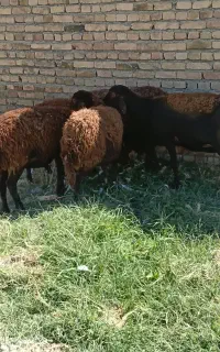 5عددگوسفند4شکم دهان پر دندان سالم جفتی 48میلیون