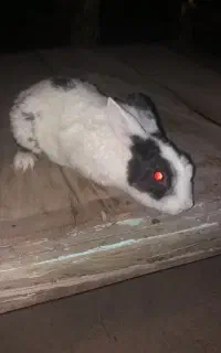 خرگوش