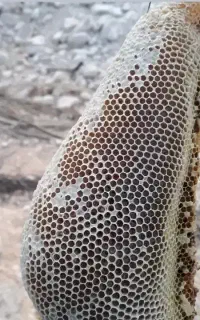 عسل طبیعی