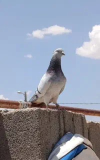 فروش کبوتر رنگی