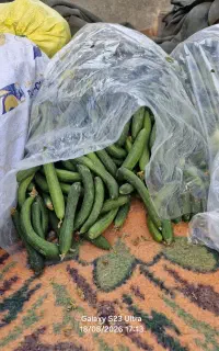 خیار تازه بوته ای الشتر برای خیار شور و خوردن