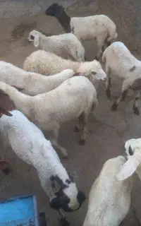 ۳ راس گوسفند