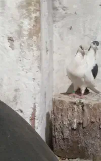 کفتر