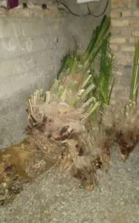 جونگ. مضافتی پیارم زاهدی اشکنجک