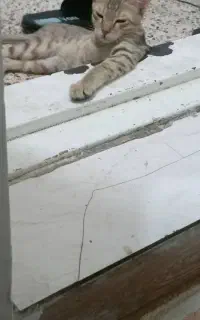 قبول گربه واگذاری
