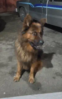 سگ ژرمن شولاین نر