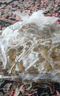 کنگر
