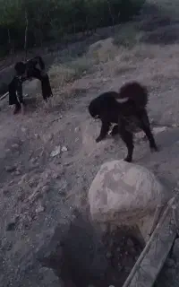 سگ نر قدرجونی معاوضه با لاس خوب