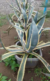 آگاو ابلق جعبه ۴۰ ، سطل ۱۰ ، سطل سه و نیم