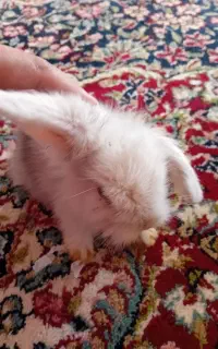 بچه خرگوش لوپ