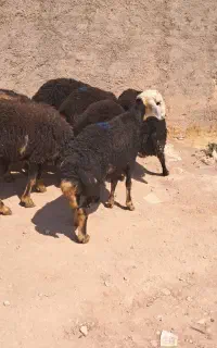 گوسفند نر دشتی و چاق  قربانی