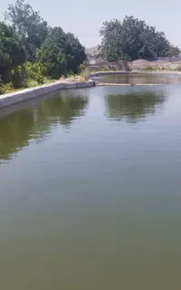صید ماهی زنده از استخر پرورش ماهی