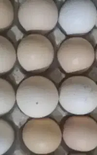 تخم مرغ کمی ترک دار