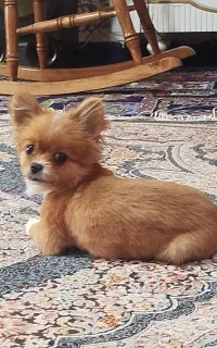 سگ پامر