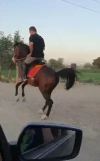 اسب