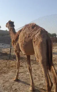شتر پاکستانی و محلی