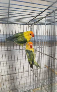 طوطی کوتوله پاربلو