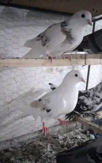 کبوتر کبوتر کبوتر