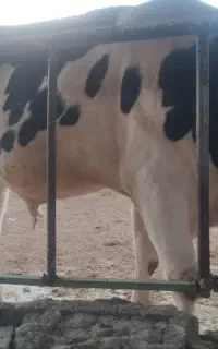 گوساله چاق