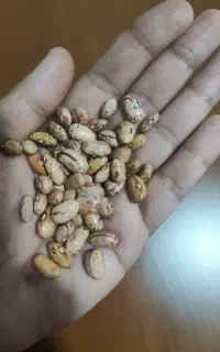 فروش خشکبار