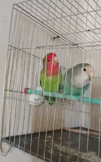 طوطی برزیلی جفت اماده
