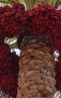 4تادرخت اجاره داده میشود