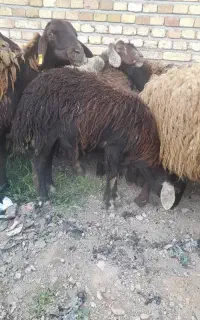 بزغاله و بره نر