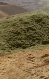 علف تازه کما و لو