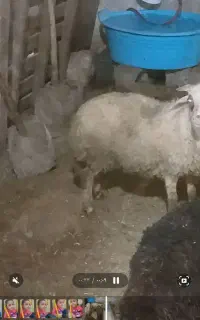 دوتا بره نر