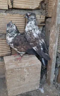 کبوتر کاکلی