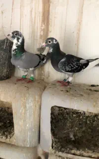 کبوتر کفتر