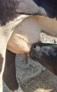 1عدد گاو داشتی با گوساله ماده معاوضه